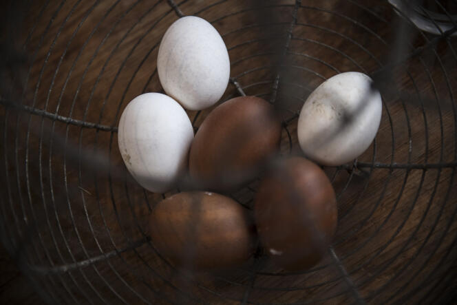 Des œufs ramassés dans un poulailler en Essonne, en novembre 2022. 